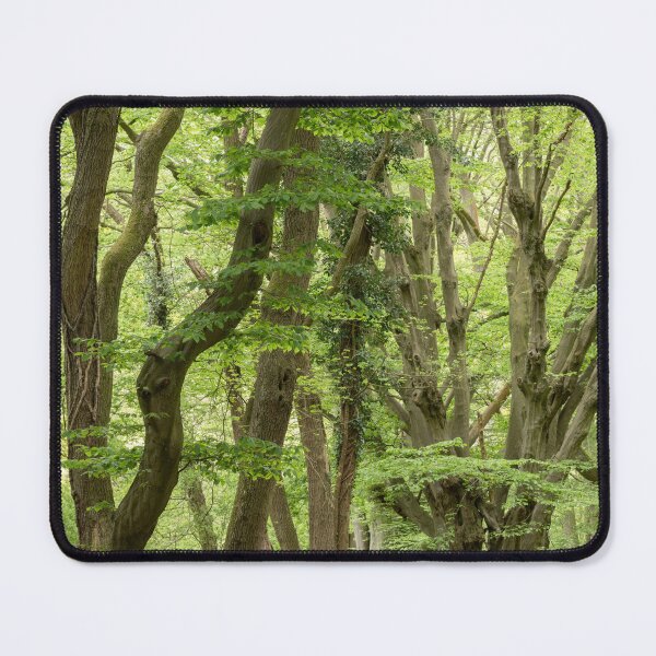 Item preview, Hatfield Forest spry trees (narrow leafed lime) designed and sold by ccullen222.