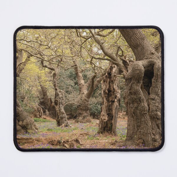 Item preview, Ancient woodland designed and sold by ccullen222.