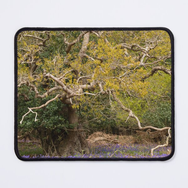 Item preview, Ancient woodland designed and sold by ccullen222.