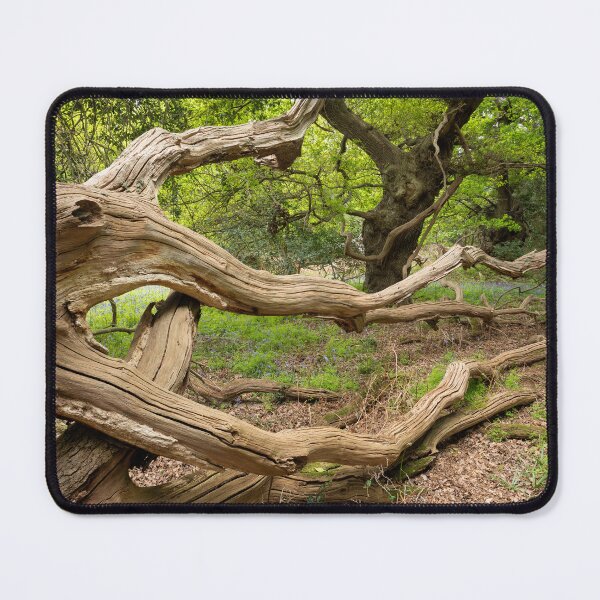 Item preview, Ancient oak woodland designed and sold by ccullen222.