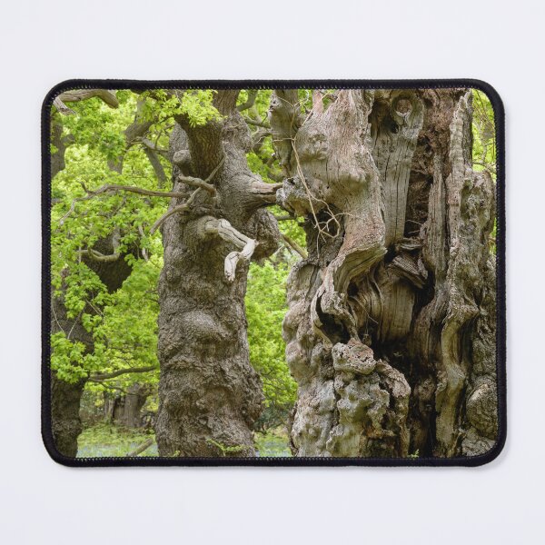 Item preview, Ancient oaks designed and sold by ccullen222.