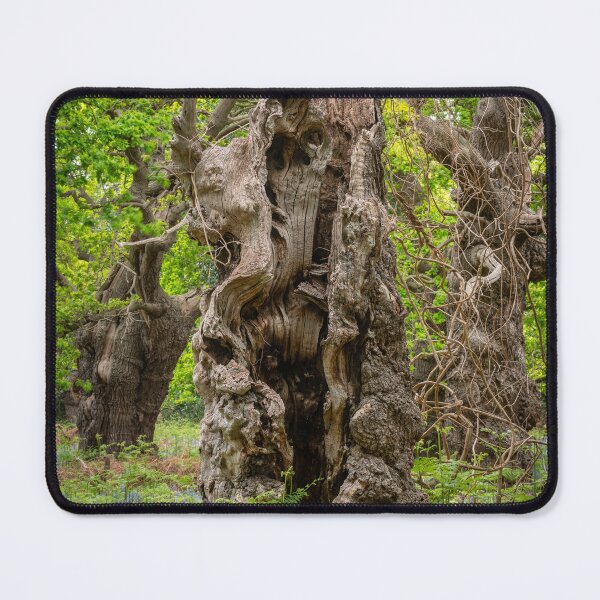 Item preview, Ancient Oaks designed and sold by ccullen222.