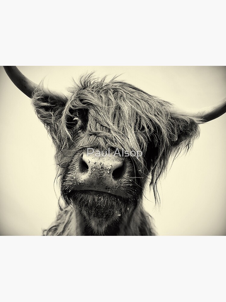 Highland Cow by PaulMAlsop