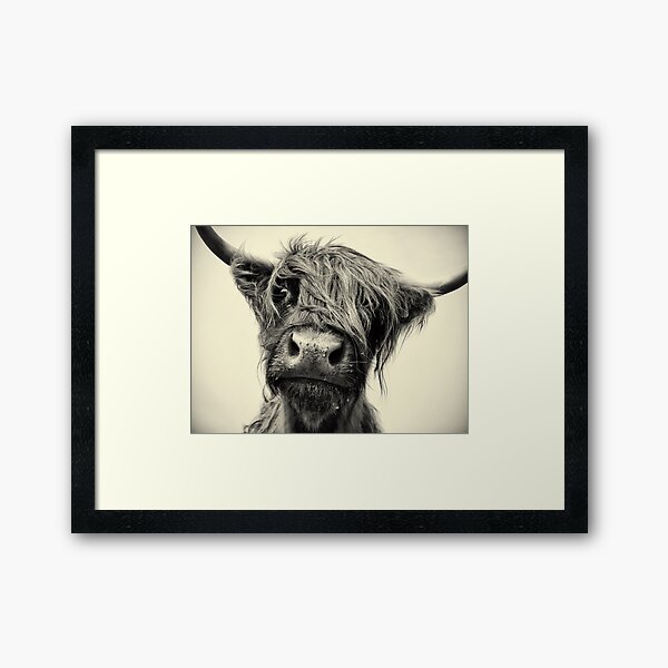Highland Cow Framed Art Print