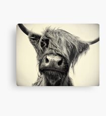 Highland Cow Metal Print