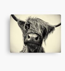 Highland Cow Canvas Print