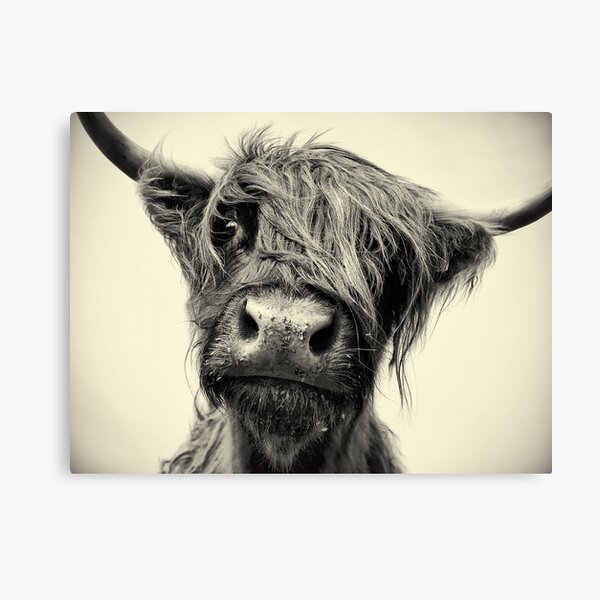 Highland Cow Canvas Print