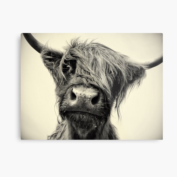 Highland Cow Metal Print