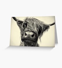 Highland Cow Greeting Card