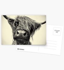 Highland Cow Postcards