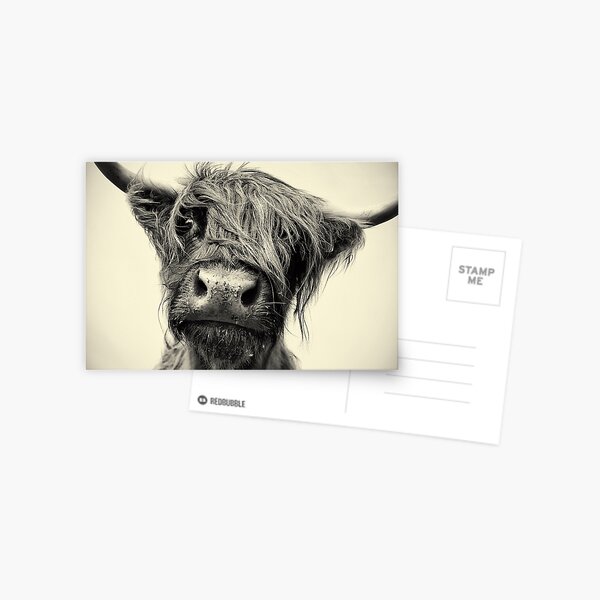 Highland Cow Postcard