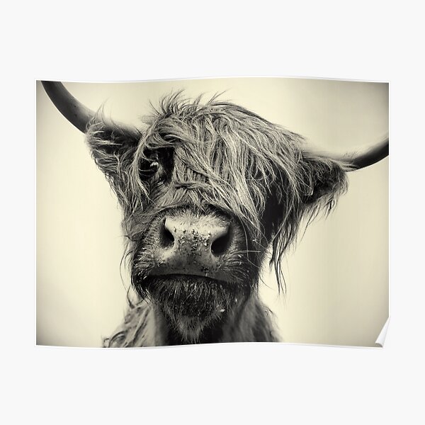 Highland Cow Poster