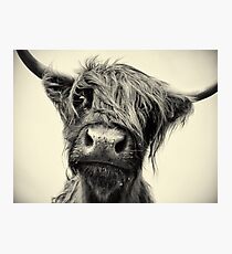 Highland Cow Photographic Print