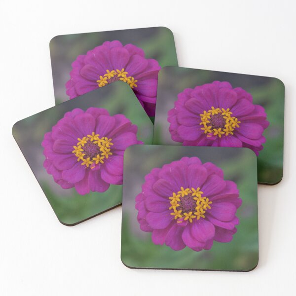 Item preview, dark purple zinnia flowers in thailand designed and sold by March Rider.