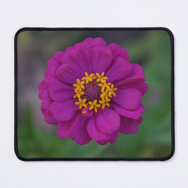 Item preview, dark purple zinnia flowers in thailand designed and sold by March Rider.