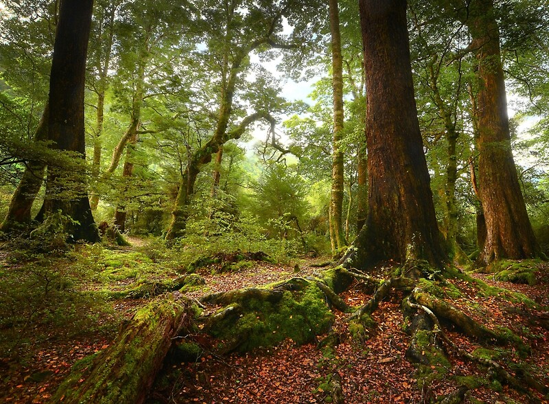 "Red Beech forest, New Zealand" by Kevin McGennan Redbubble