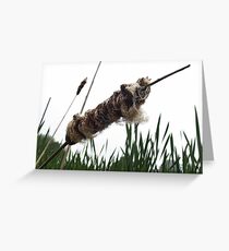 Stickler for detail Greeting Card