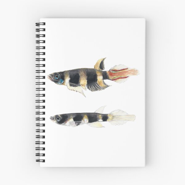 Item preview, Clown Killifish tropical fish designed and sold by clorofila.