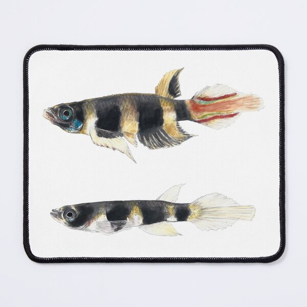 Item preview, Clown Killifish tropical fish designed and sold by clorofila.