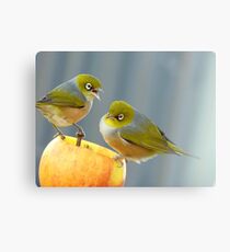 Hey You.. I Am Definitely Not Sharing!! - Silver-Eye - NZ Canvas Print
