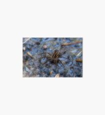 Wolf Spider Art Board