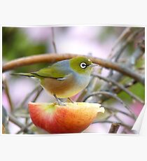 Yum... This Is An Extra Juicy Apple... - Silver-Eye - NZ Poster