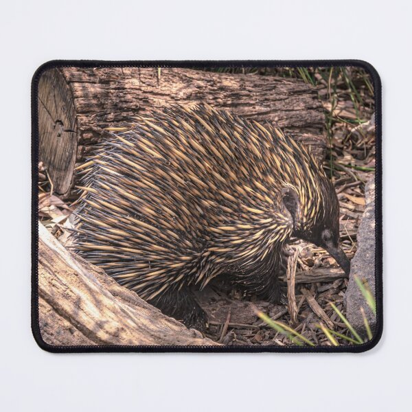 Item preview, The Intrepid Echidna designed and sold by Steven Jodoin.