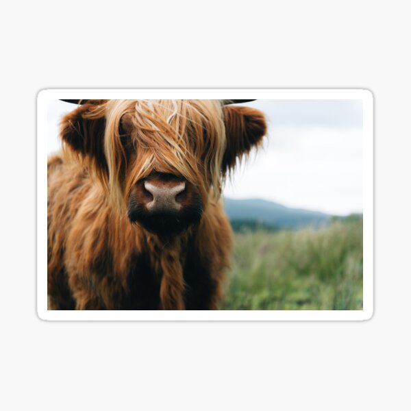 Scottish Highland Cow en Escocia Pegatina