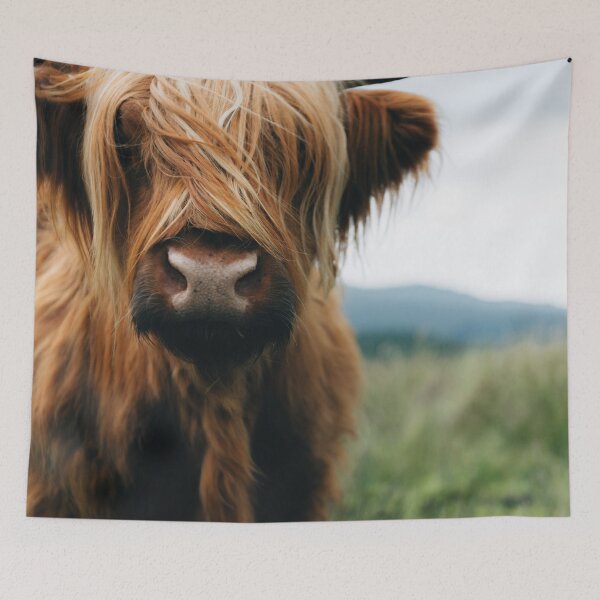 Item preview, Scottish Highland Cow in Scotland designed and sold by regnumsaturni.