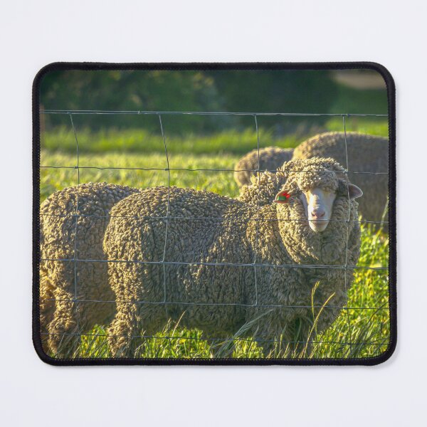 Item preview, Sheep by the Fenceline in Redesdale designed and sold by Steven Jodoin.