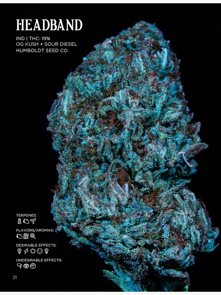 Thumbnail 3 of 3, Photographic Print, Headband Strain Stat Poster | The Secret Colors of Cannabis Official designed and sold by cutbysam.