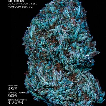 Artwork thumbnail, Headband Strain Stat Poster | The Secret Colors of Cannabis Official by cutbysam