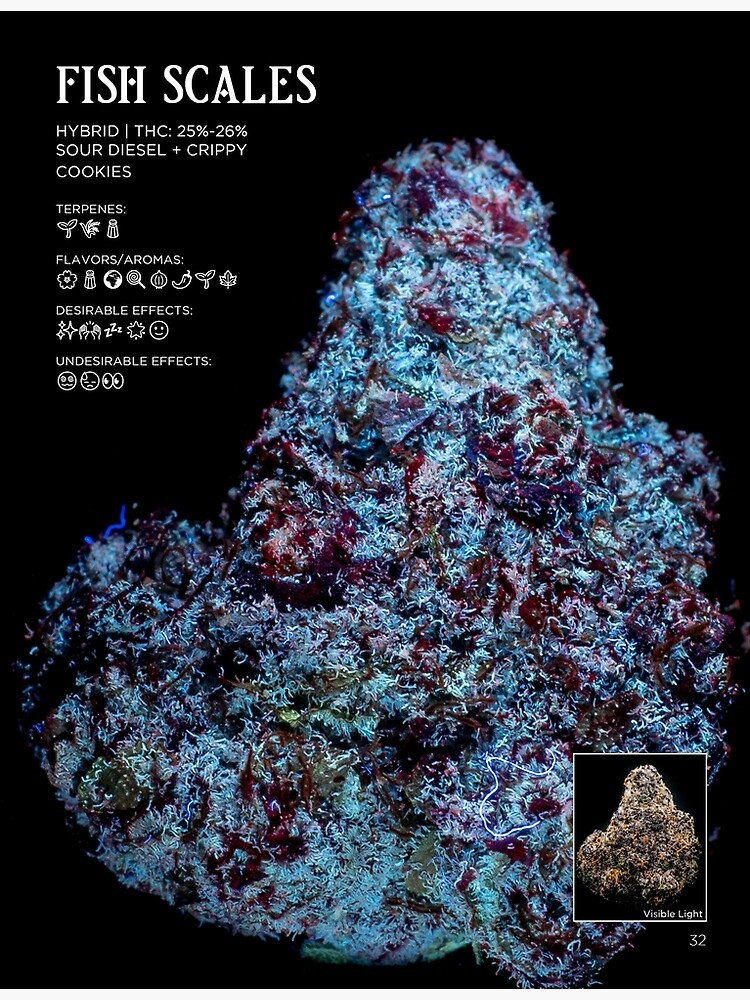 "Fish Scales Strain Stat Poster | The Secret Colors of Cannabis