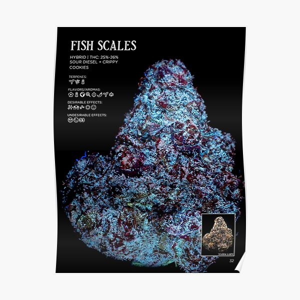 "Fish Scales Strain Stat Poster | The Secret Colors of Cannabis ...