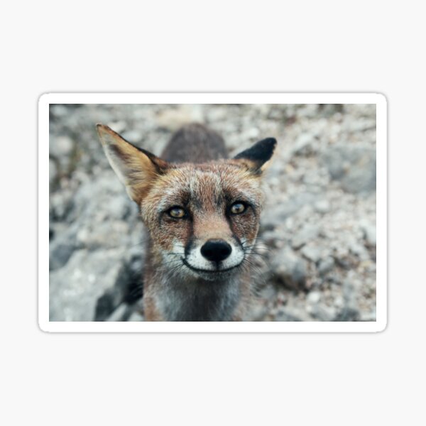 Item preview, Curious fox designed and sold by inesleonardo.