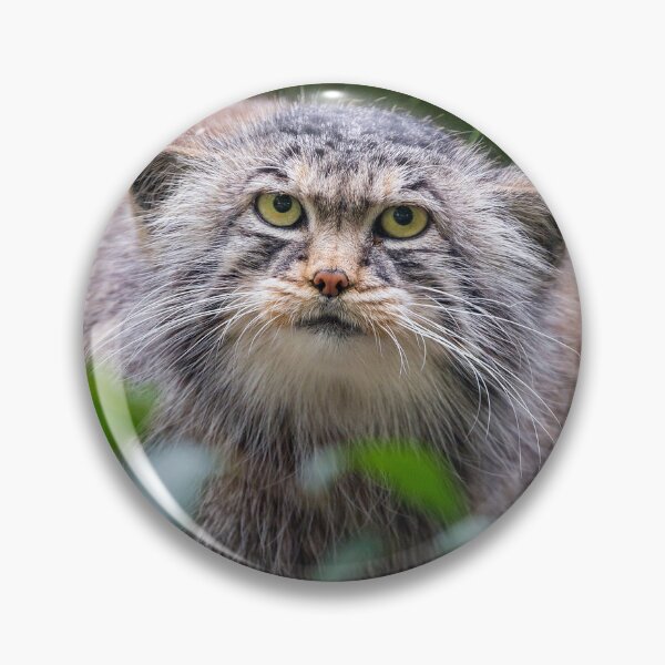Item preview, Pallas Cat  designed and sold by seller23.