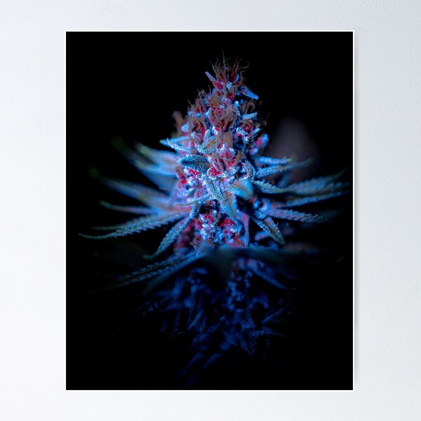 Anaphylaxes | The Secret Colors of Cannabis Official Print Poster