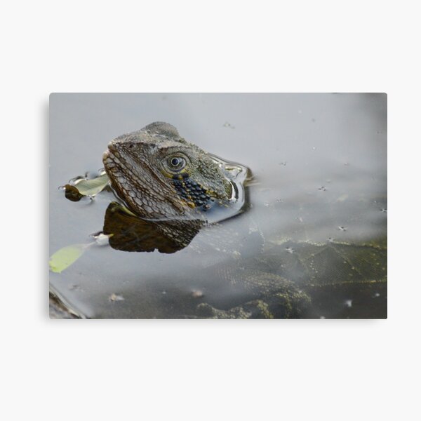 Just taking a peek Metal Print