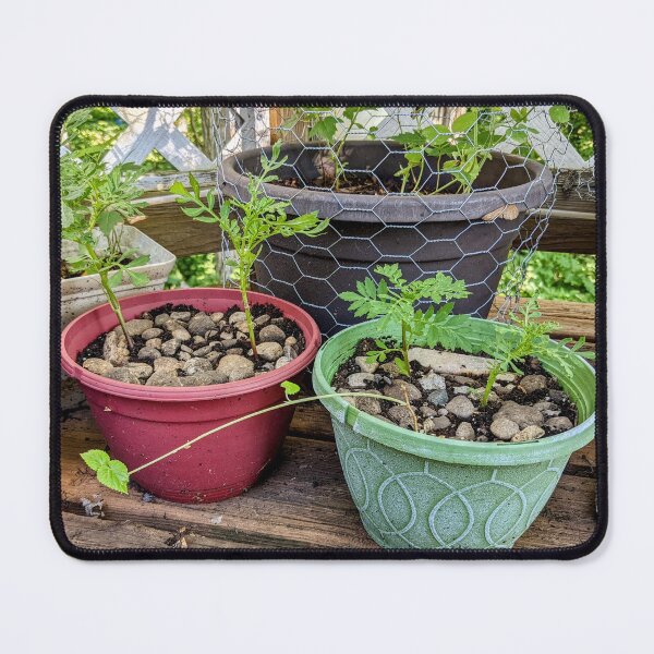 Item preview, Young Leggy Marigolds designed and sold by arfff.
