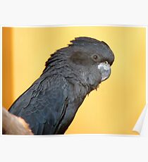 Black Is Black... I Want My Baby Back... - Black Cockatoo - NZ Poster