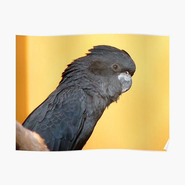 "Black Is Black... I Want My Baby Back... Black Cockatoo NZ" Poster