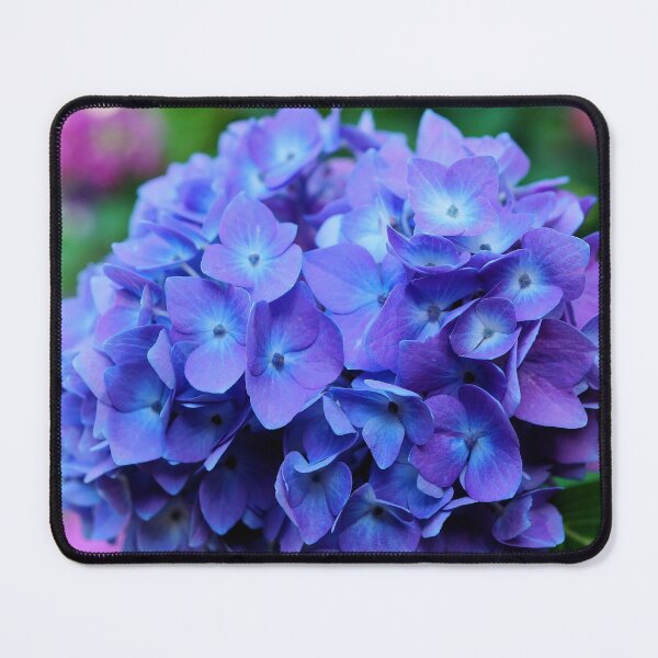 Item preview, Blue and Purple Hydrangea Flower  designed and sold by silviaol.