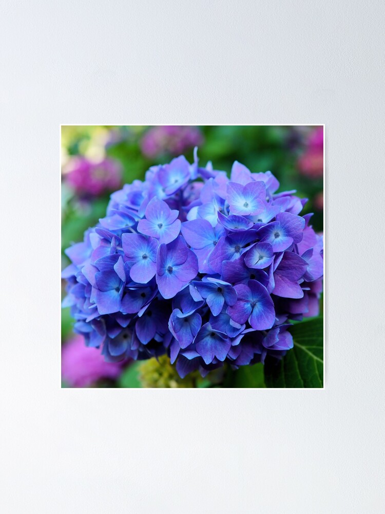 Póster «Flor de Hortensia Azul y Morada» de silviaol | Redbubble