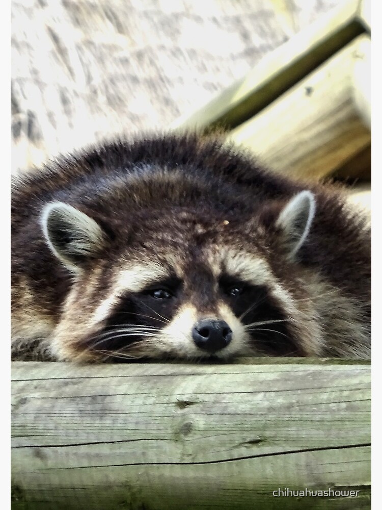 Tired Raccoon by chihuahuashower