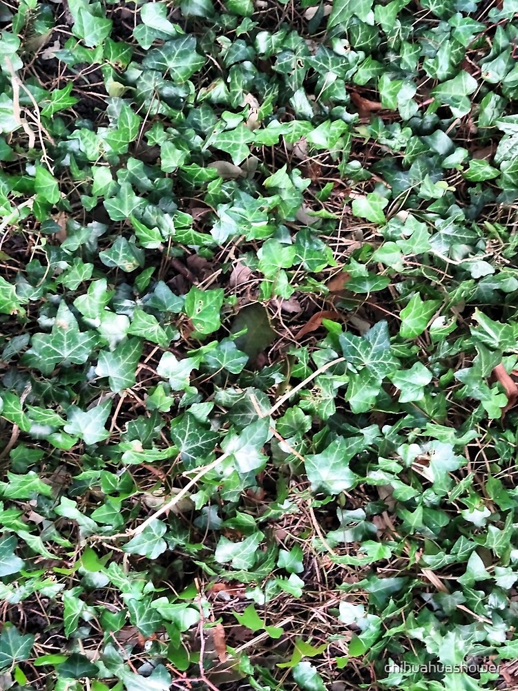 Tangled Ivy Bed by chihuahuashower