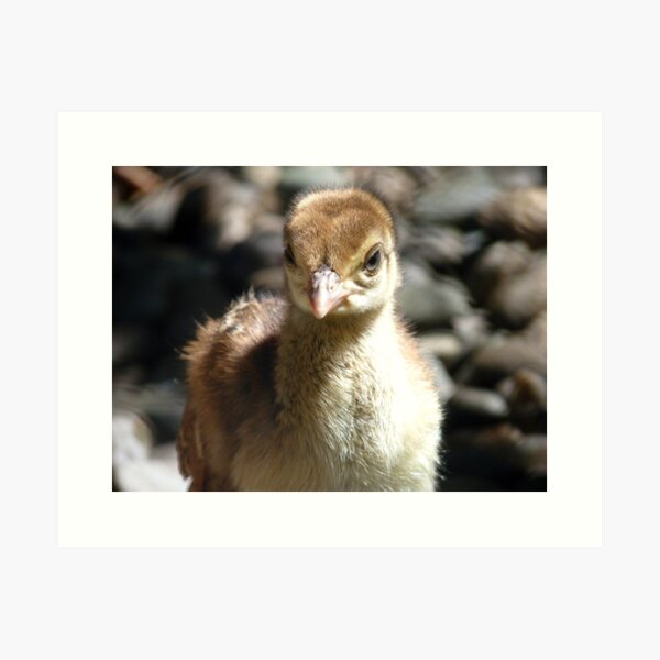 I'm A Baby Pea... - Peafowl Chick - NZ Art Print