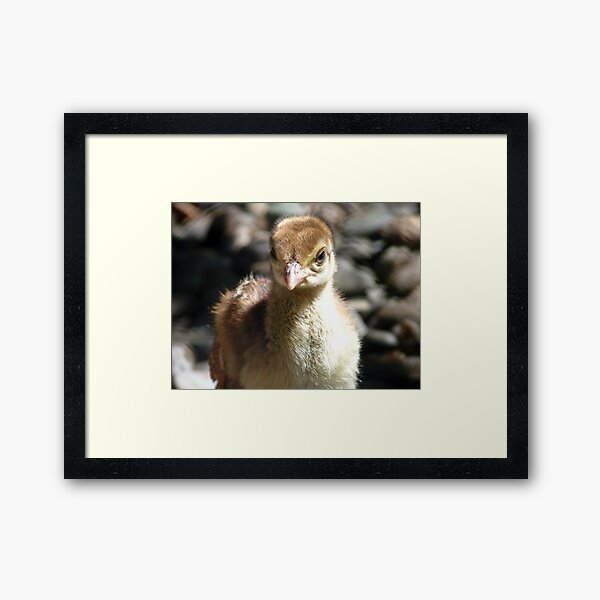 I'm A Baby Pea... - Peafowl Chick - NZ Framed Art Print