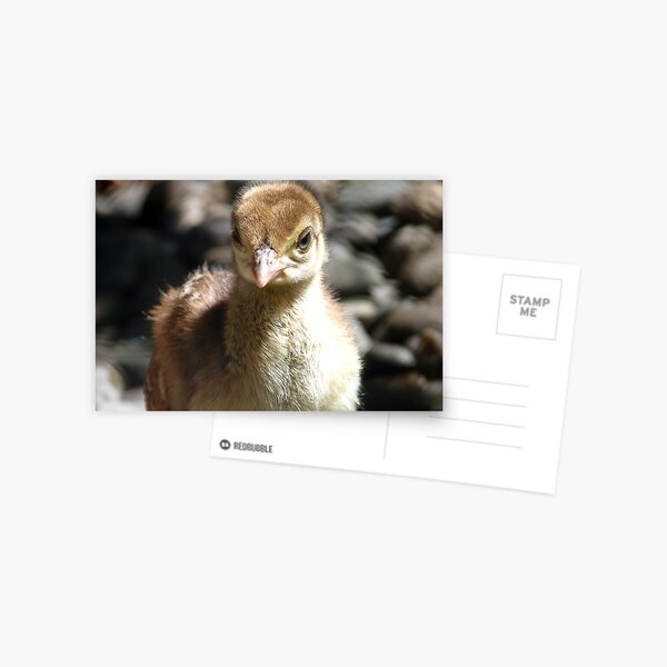 I'm A Baby Pea... - Peafowl Chick - NZ Postcard