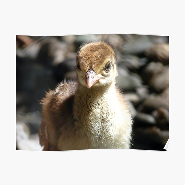 I'm A Baby Pea... - Peafowl Chick - NZ Poster