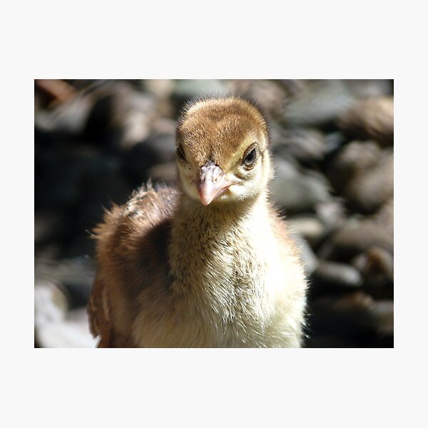 I'm A Baby Pea... - Peafowl Chick - NZ Photographic Print